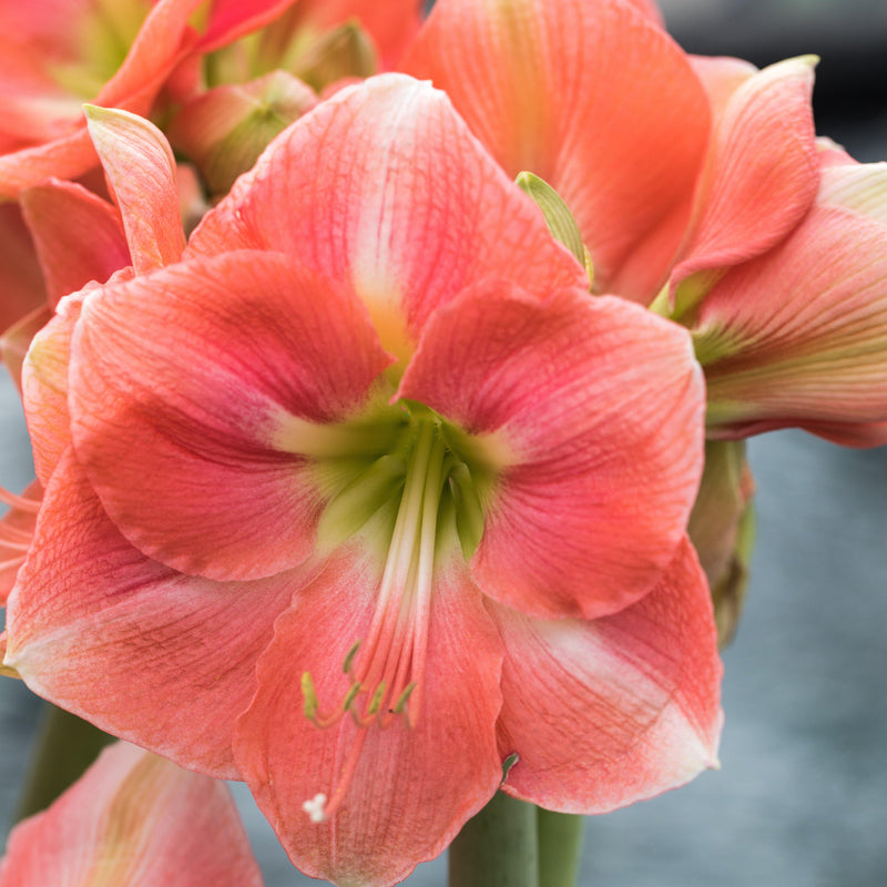 Amaryllis Vera