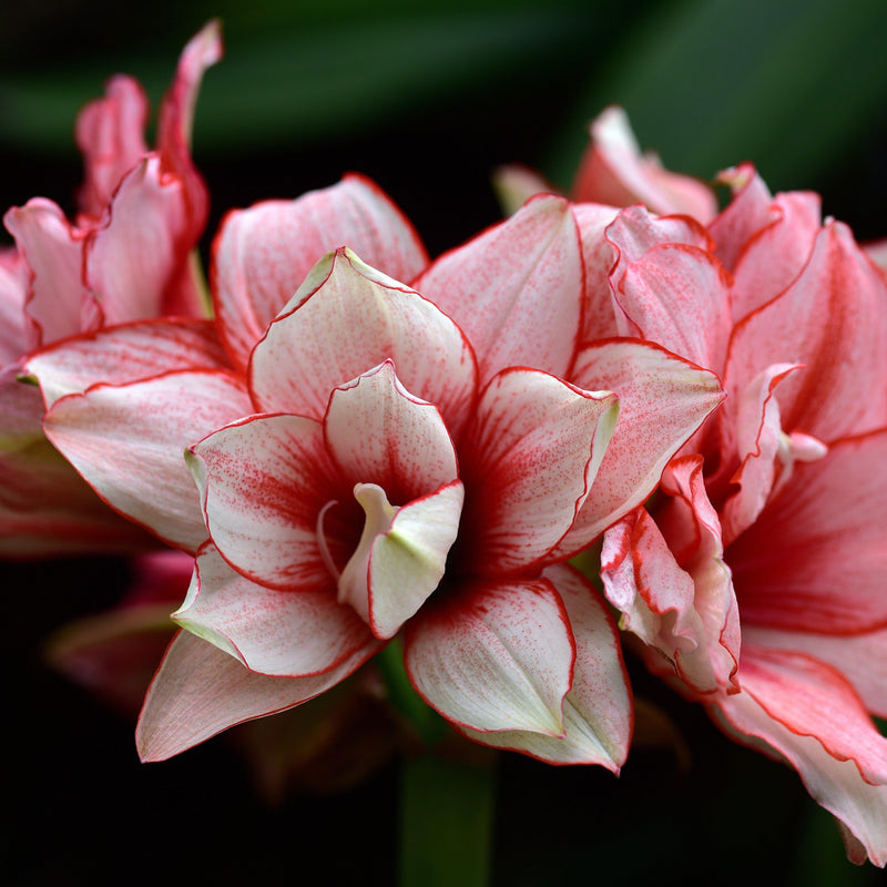 Amaryllis Elvas