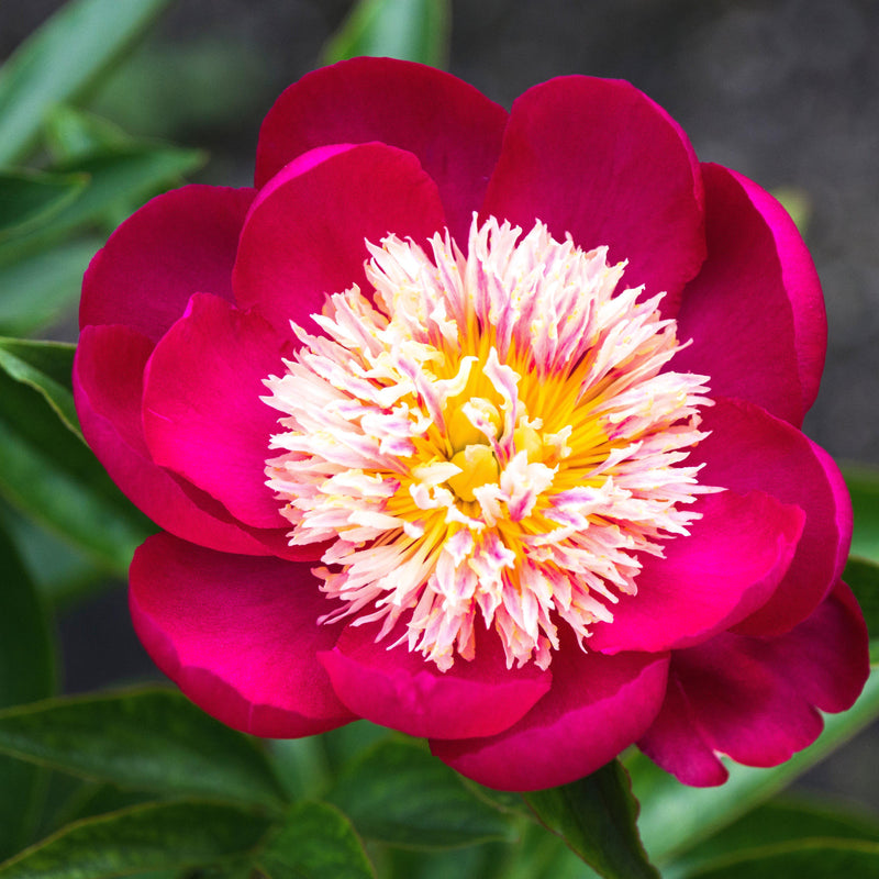 Peony Sword Dance