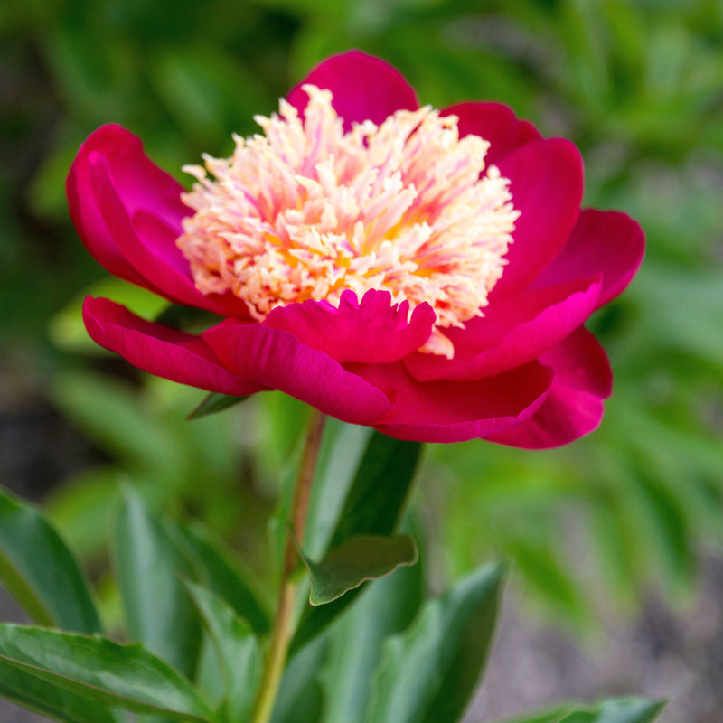 Peony Sword Dance