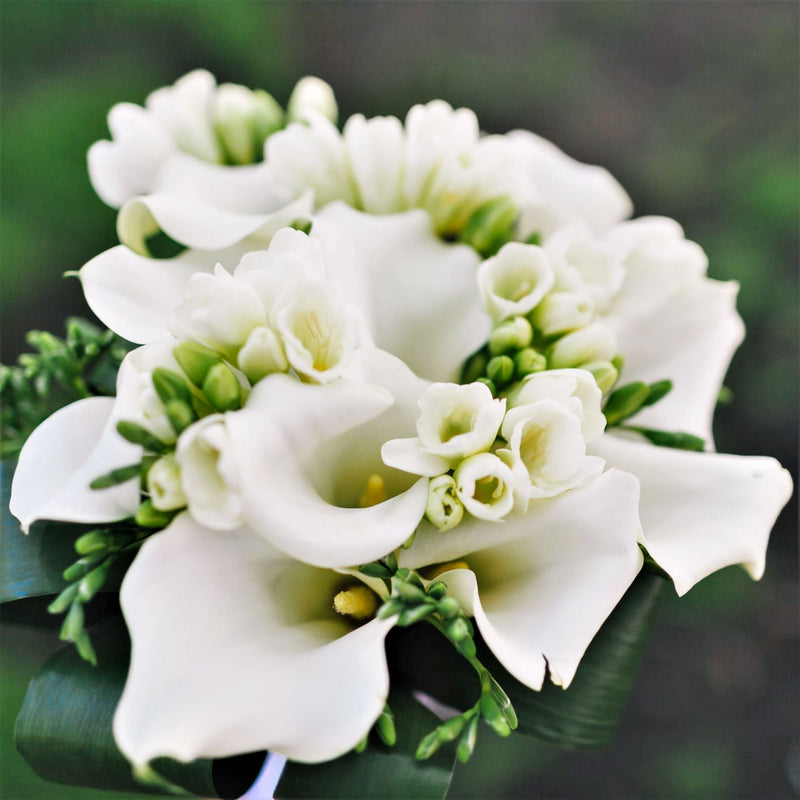 Freesias & Callas White Clouds Blend