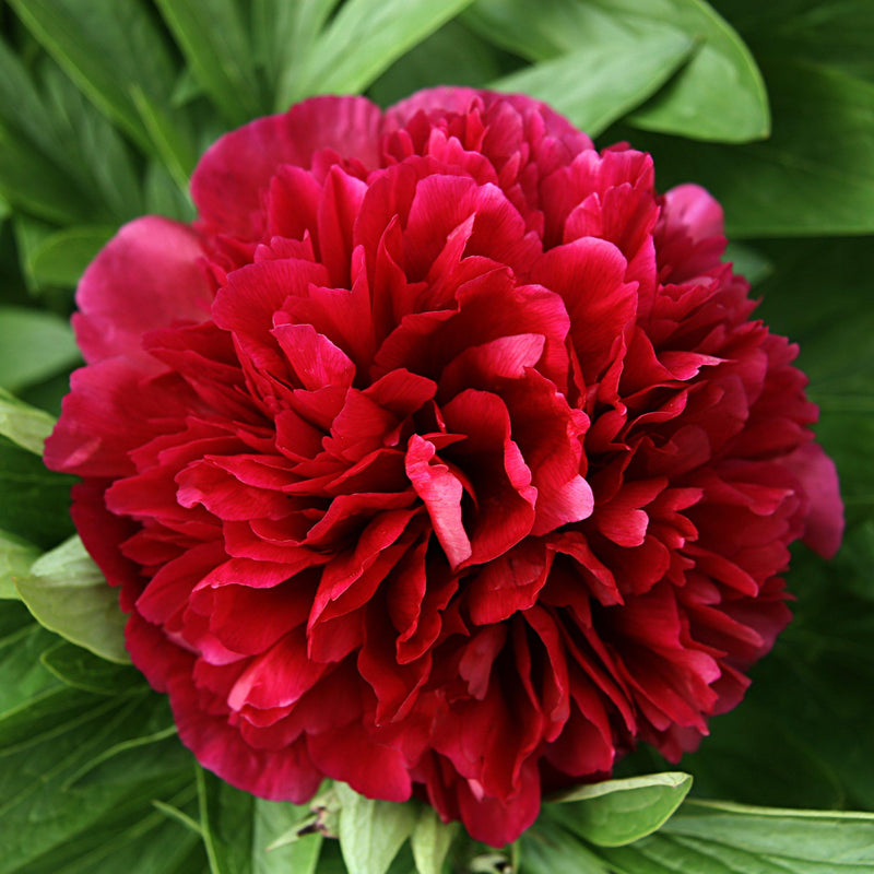 Peony Benjamin Franklin