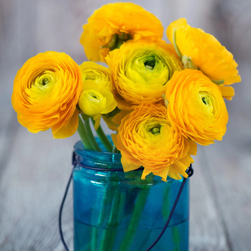 Ranunculus Tecolote? Yellow