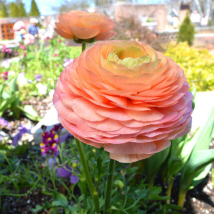 Ranunculus Tecolote? Salmon