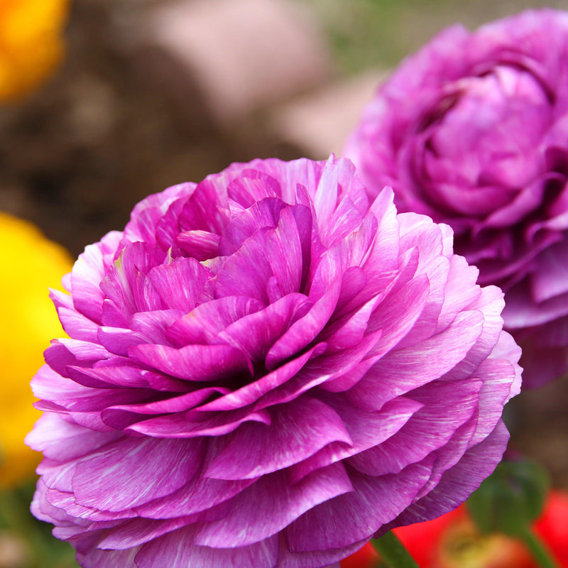 Ranunculus Tecolote? Purple