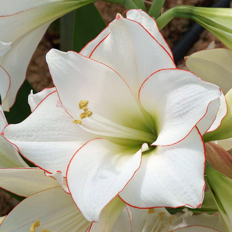 Amaryllis Picotee