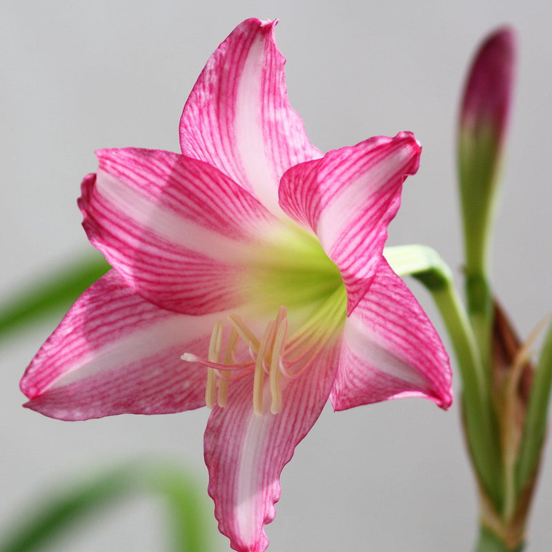 Amaryllis Estella