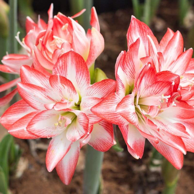 Amaryllis Flaming Peacock