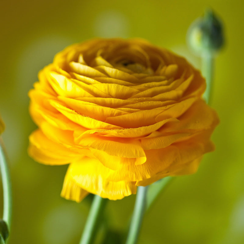 Ranunculus Tecolote? Tropical Sunset Collection