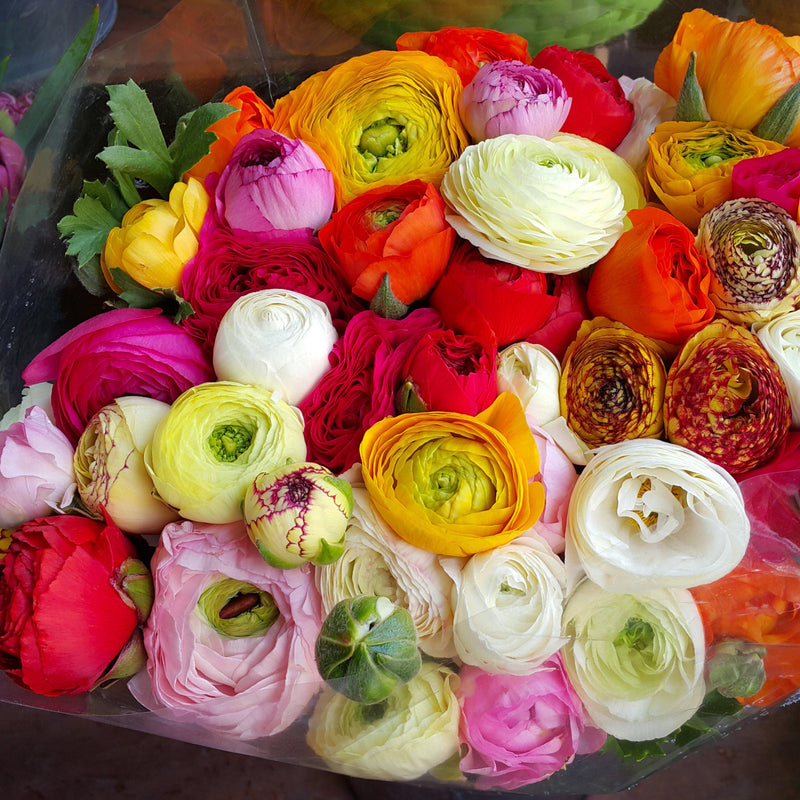 Ranunculus Tecolote? Flower Fields Collection