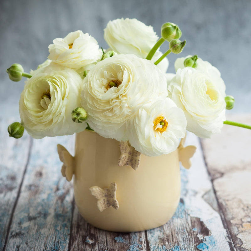 Ranunculus Tecolote? White