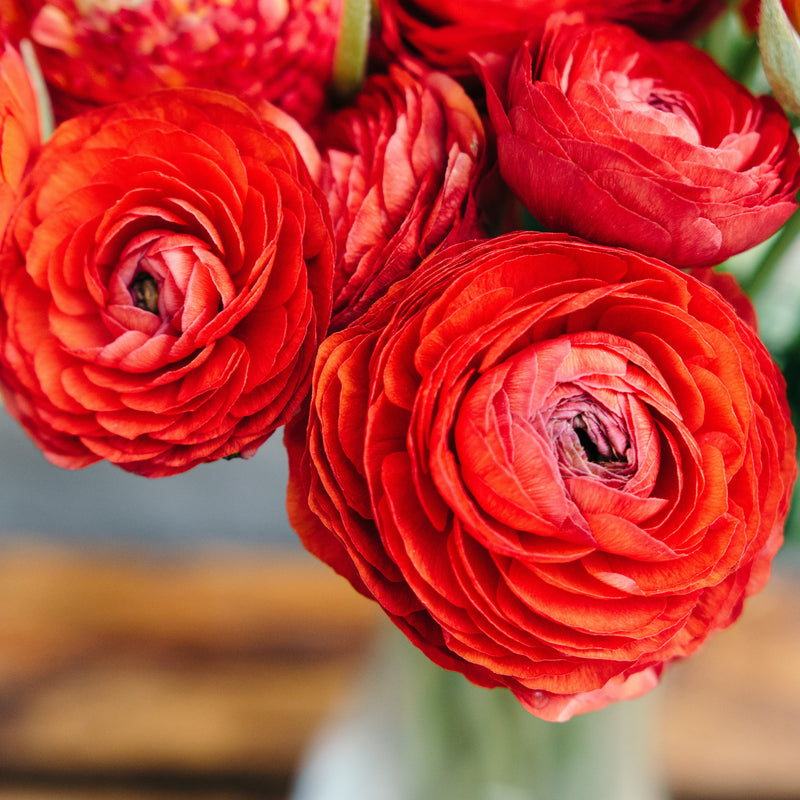 Ranunculus Tecolote? Red