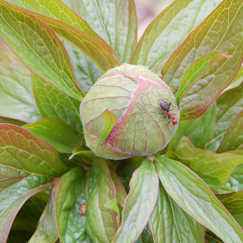 Peony White Cap