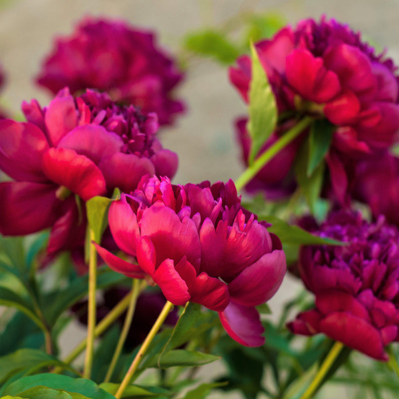 Peony Rubra Plena