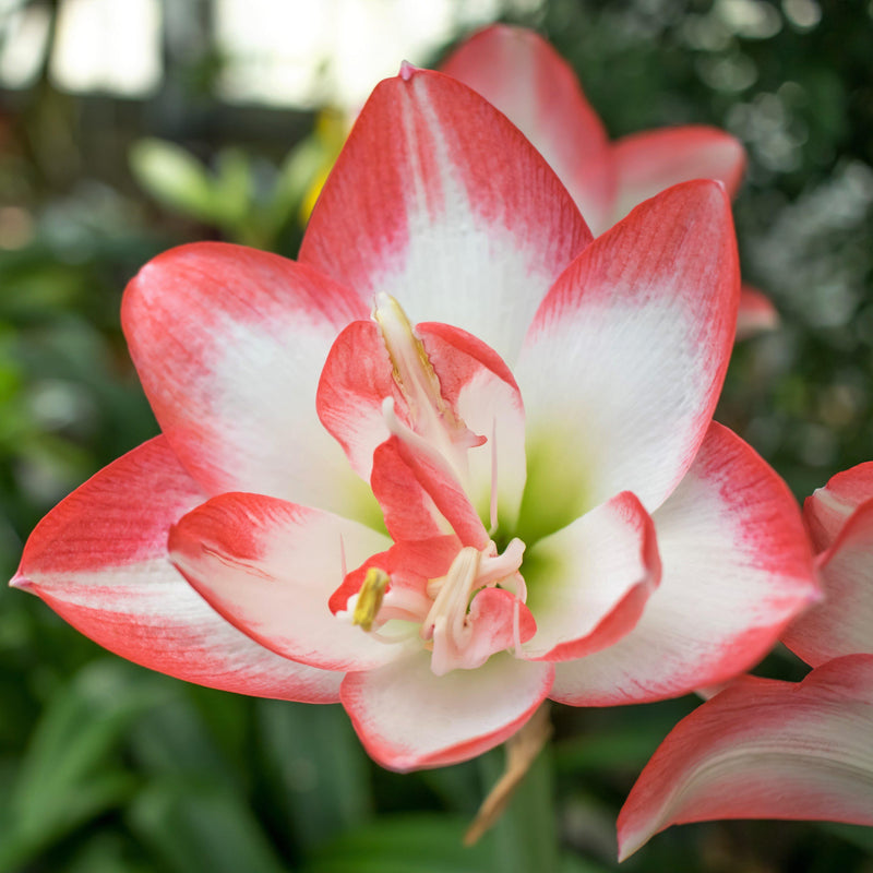 Amaryllis Blossom Peacock