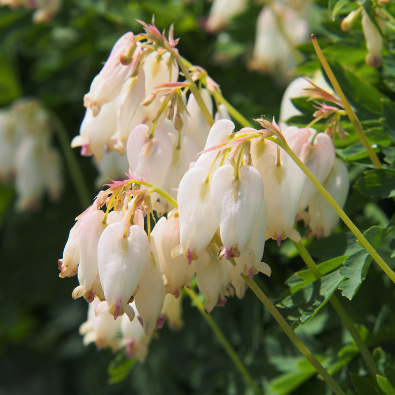 Bleeding Hearts Aurora