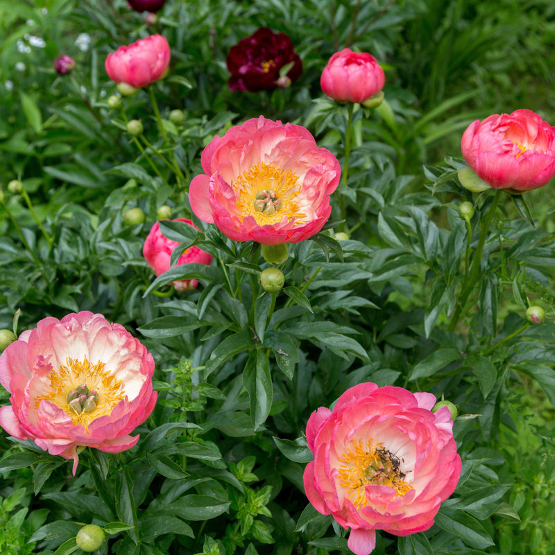 Peony Pink Hawaiian Coral