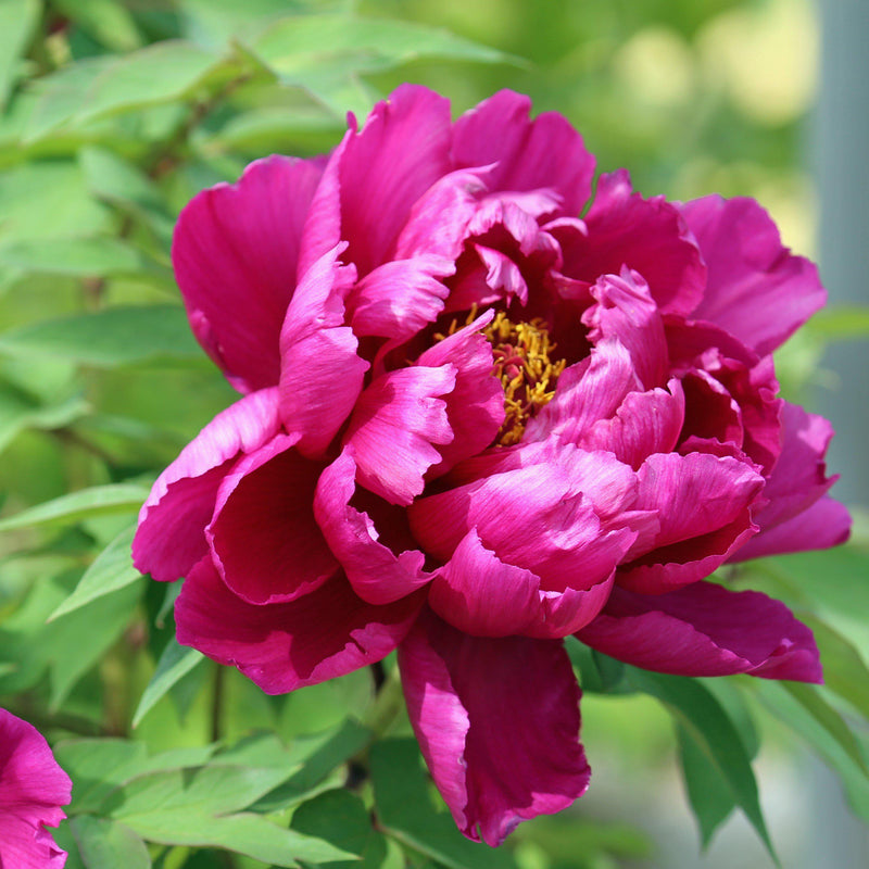 Peony Karl Rosenfield