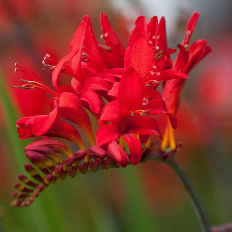 Crocosmia Lucifer