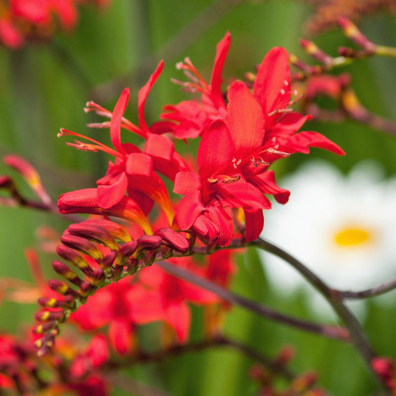 Crocosmia Lucifer