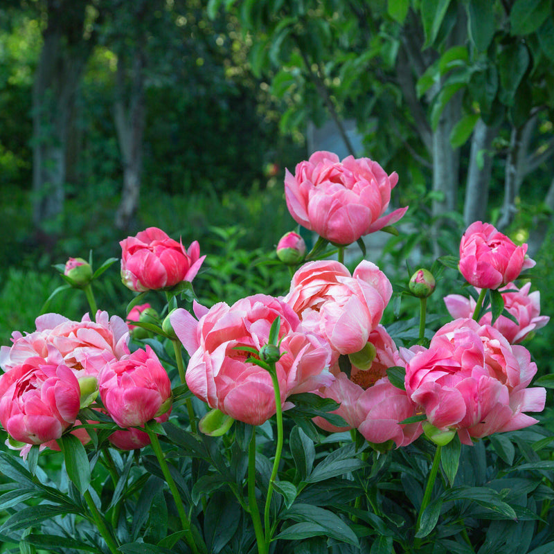 Peony Coral Charm