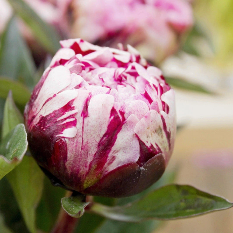 Peony Peppermint Patti