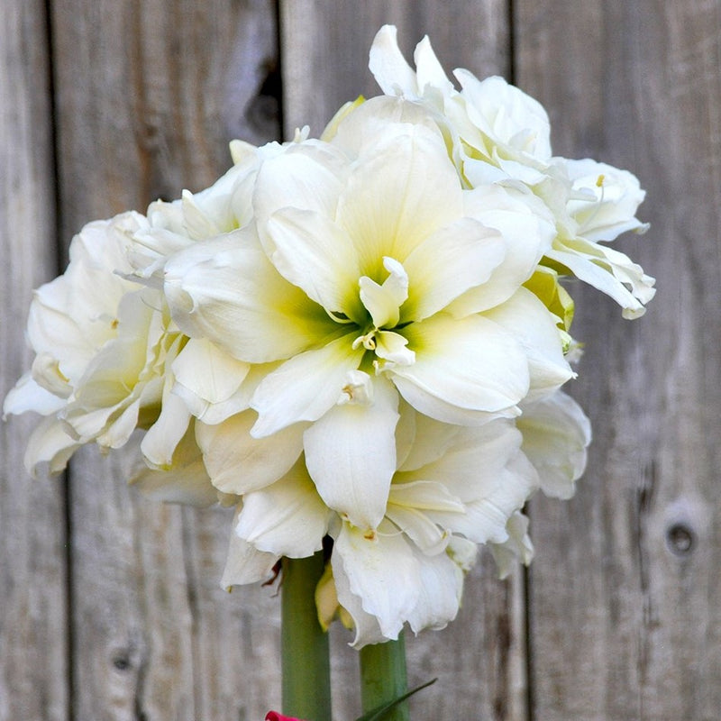 Amaryllis Snow Drift (5 Pack)