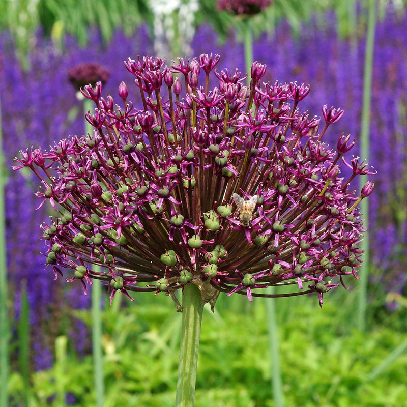 Allium Sonoma Collection