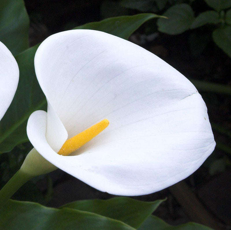 Calla Lily Aethiopica White Giant