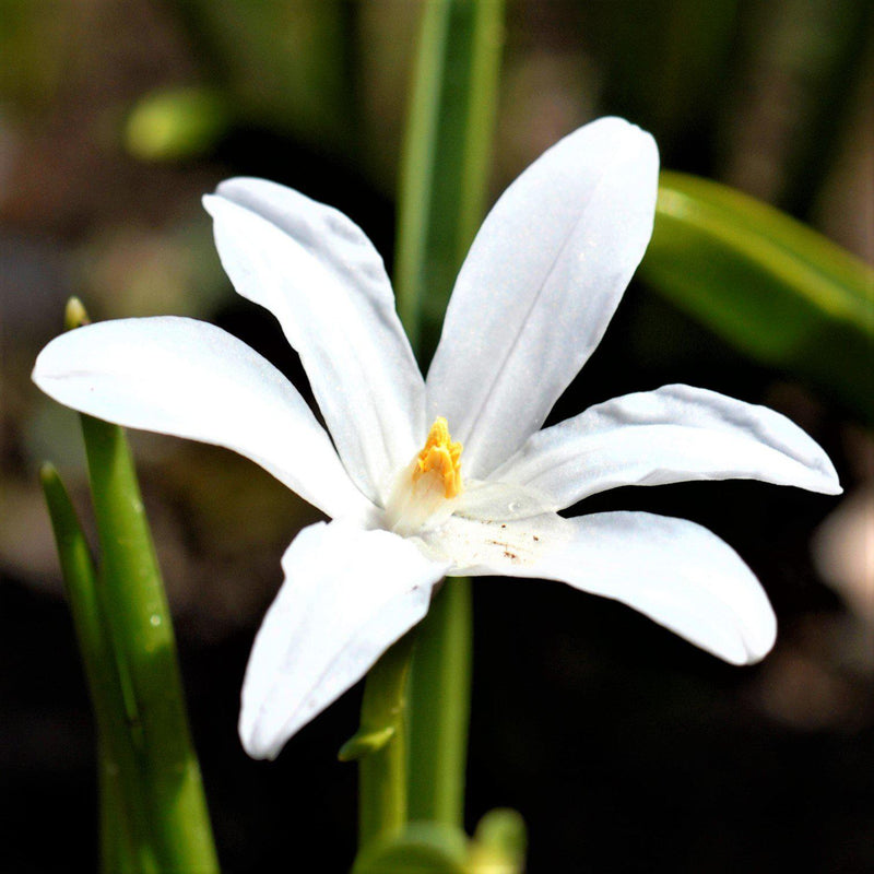 Chionodoxa White