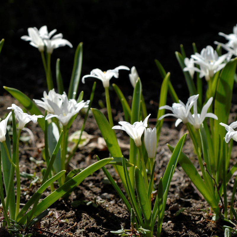 Chionodoxa White