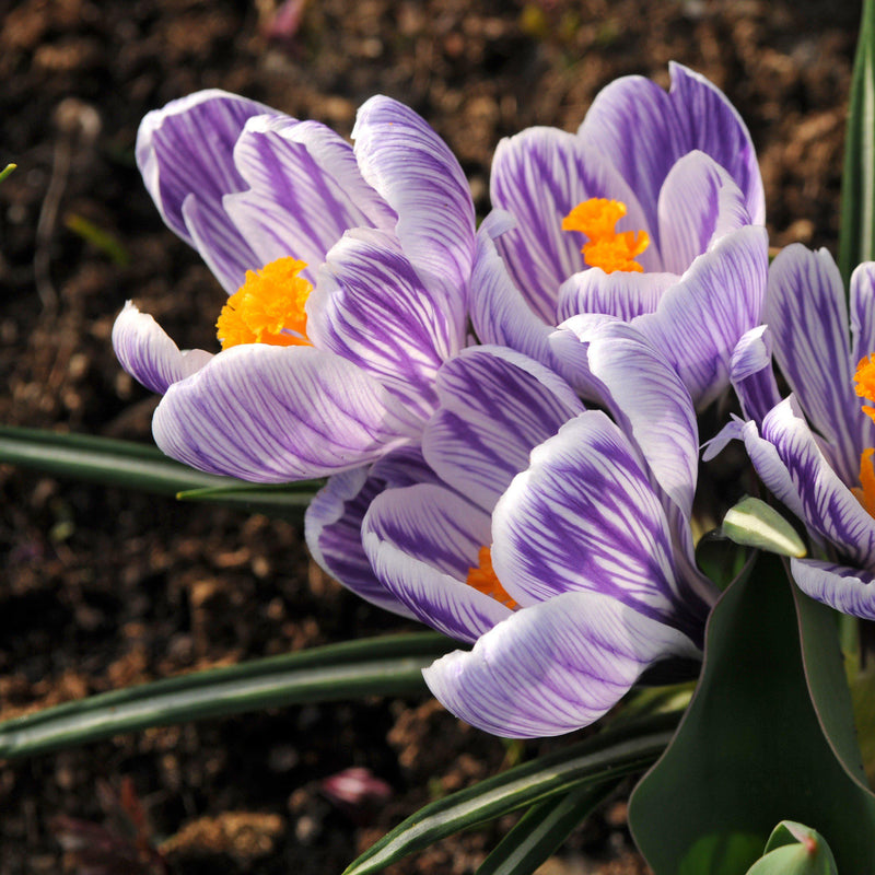 Crocus vernus King of the Stripes