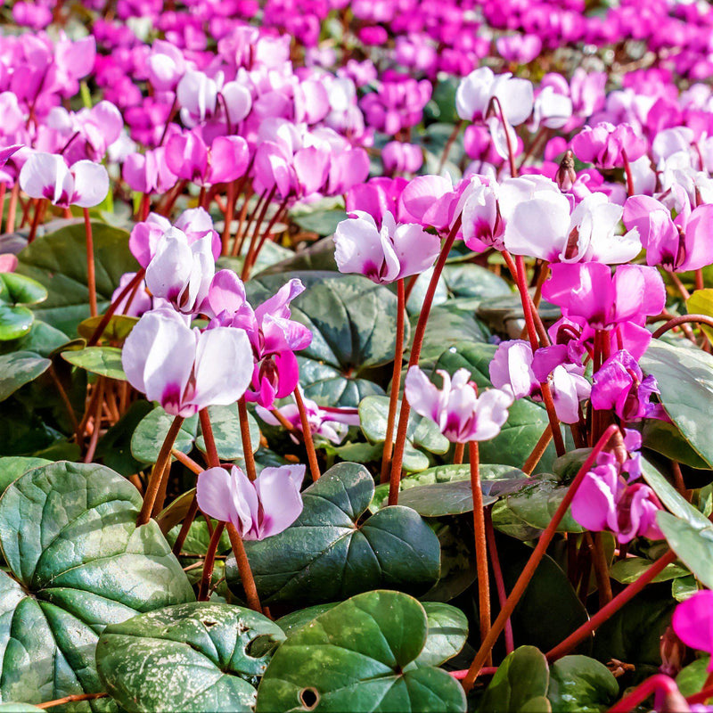 Cyclamen Angel Flutter Mix