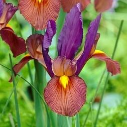 Dutch Iris Spring Sparkle Mix