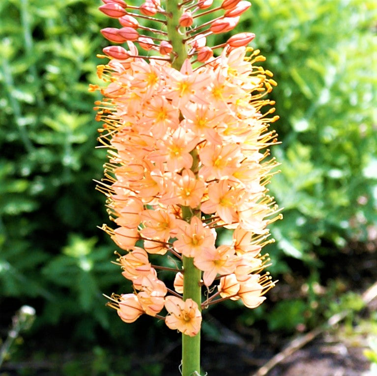 Eremurus Cleopatra