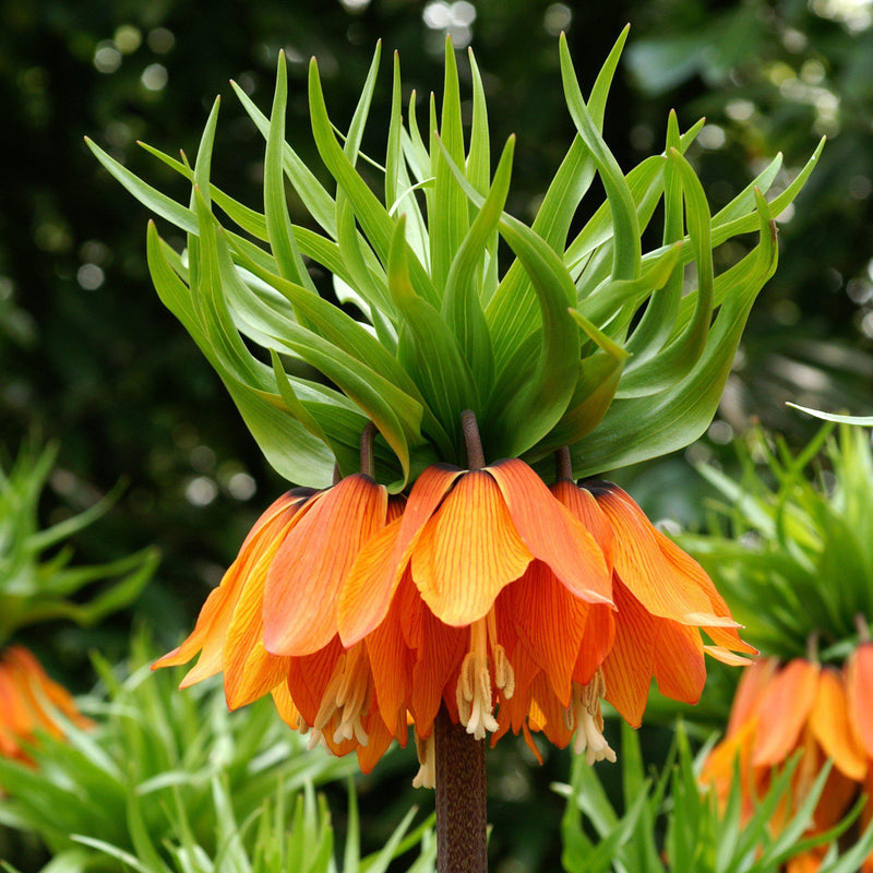 Fritillaria Crown Imperial Aurora