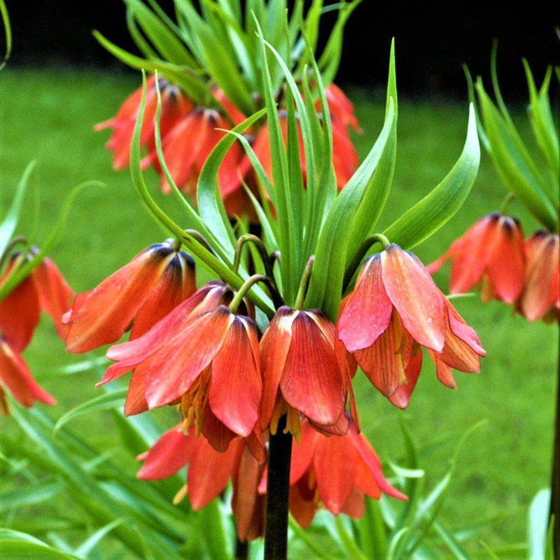 Fritillaria Crown Imperial Red