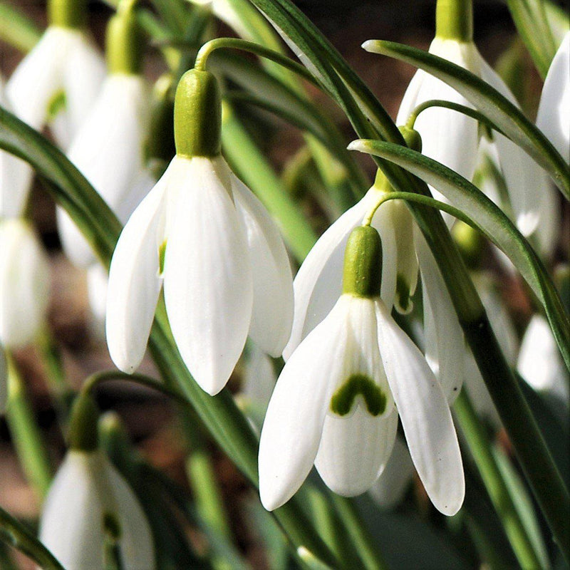 Galanthus Common Snowdrop 'Nivalis'