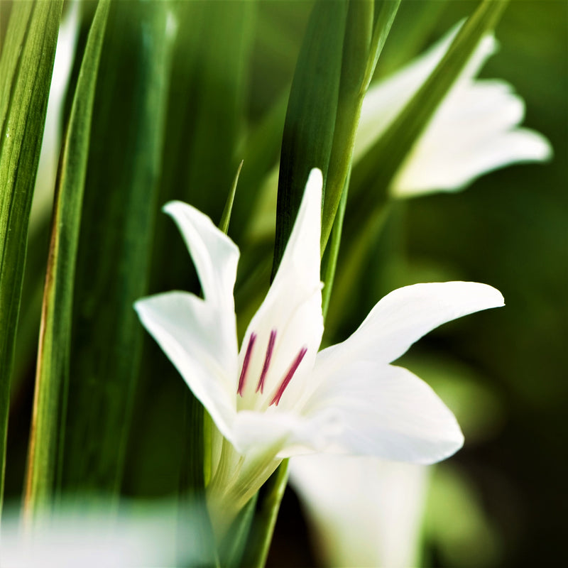 Hardy Gladiolus 'The Bride'