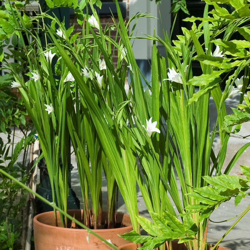 Hardy Gladiolus 'The Bride'