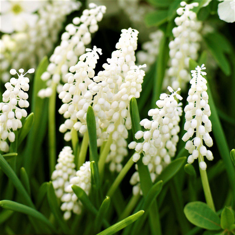 Grape Hyacinth White