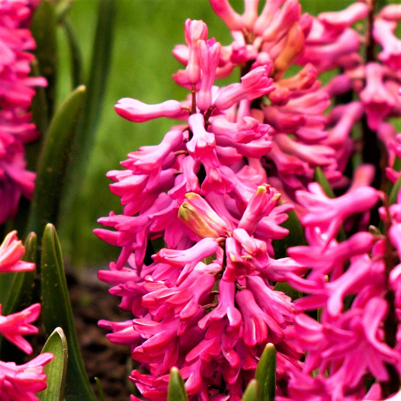 Hyacinth Sweet Berries Mix