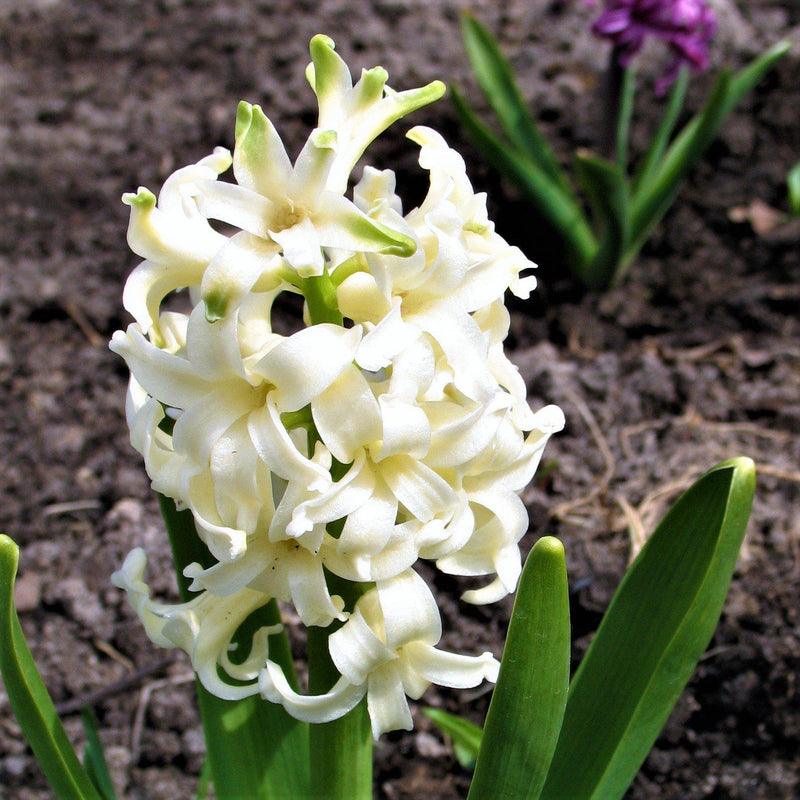 Hyacinth White Pearl