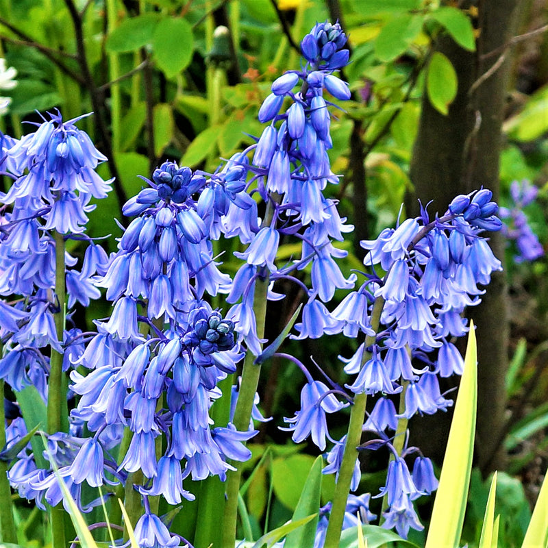 Spanish Bluebells (Hyacinthoides) Blue