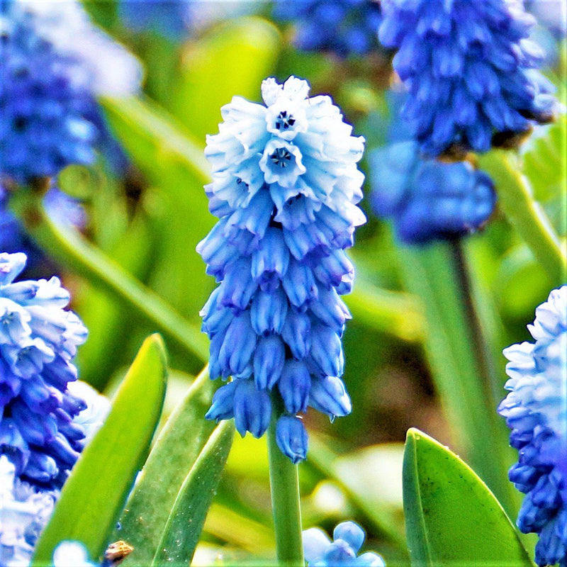 Grape Hyacinth Azureum