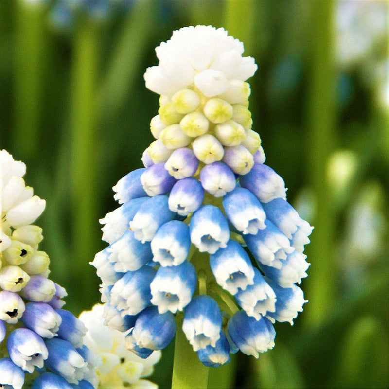 Grape Hyacinth Mt. Lady