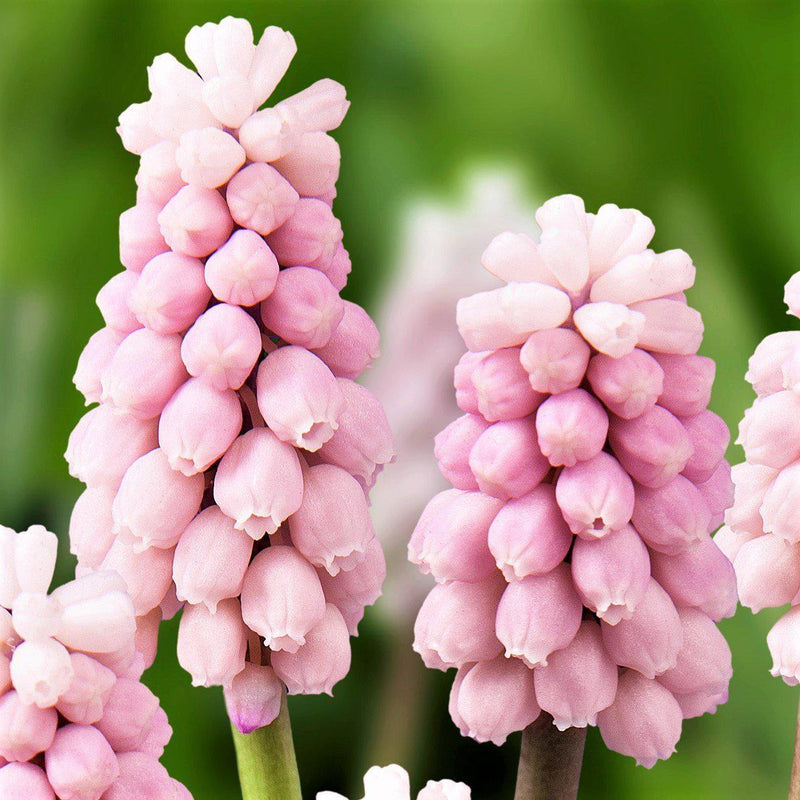 Grape Hyacinth Pink Surprise