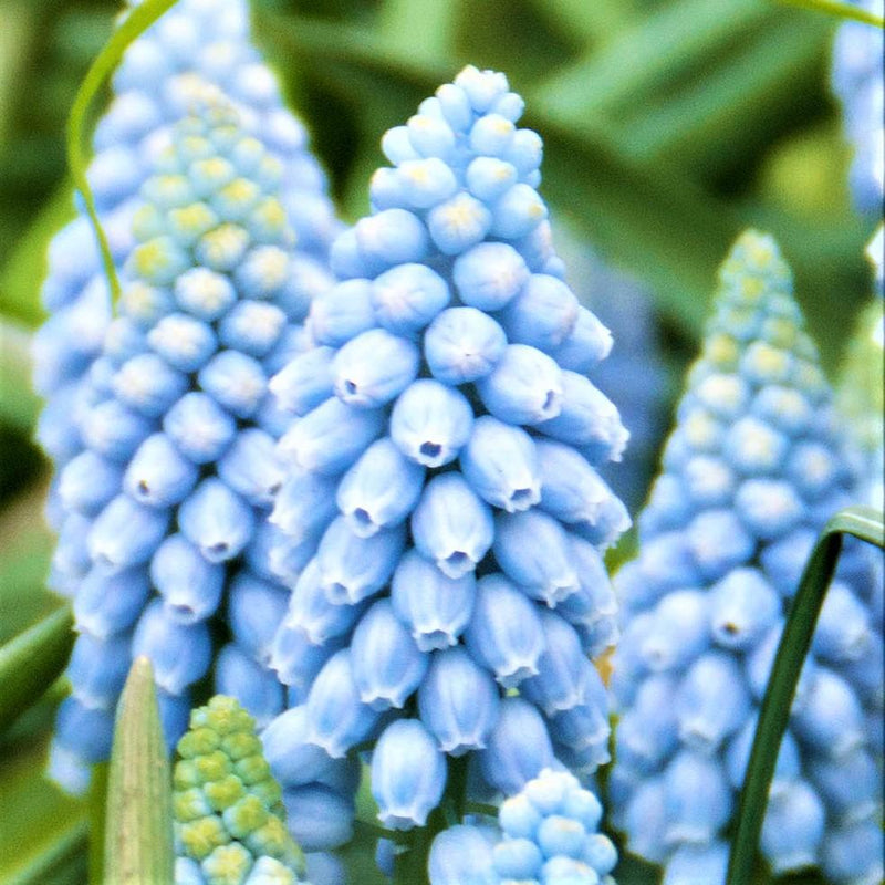 Grape Hyacinth Valerie Finnis