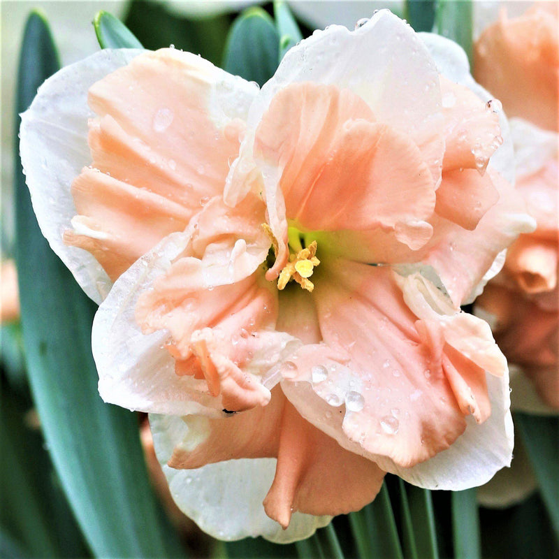 Narcissus Apricot Whirl