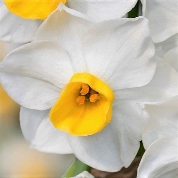 Narcissus Avalanche